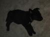 Sleeping puppy_thumb.jpg 1.5K
